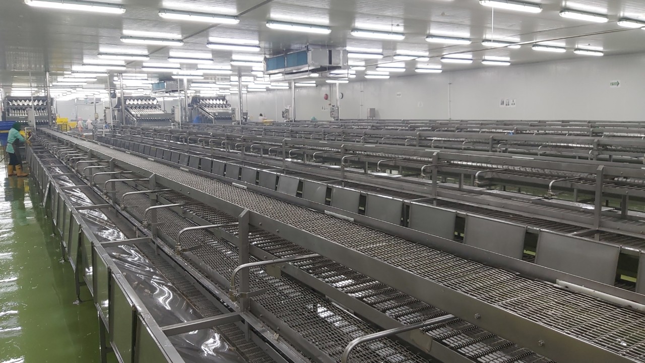 PEELING CONVEYOR