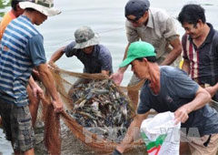 Giá tôm ở Trà Vinh tăng từ 5.000 đến 10.000 đồng/kg