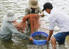 Giá tôm cỡ nhỏ chững lại