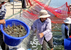 NORTH INDIA EMERGING AS BIG MARKER FOR SEAFOOD