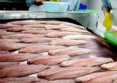 Xuất khẩu cá tra sang thị trường Nhật Bản tăng nhẹ